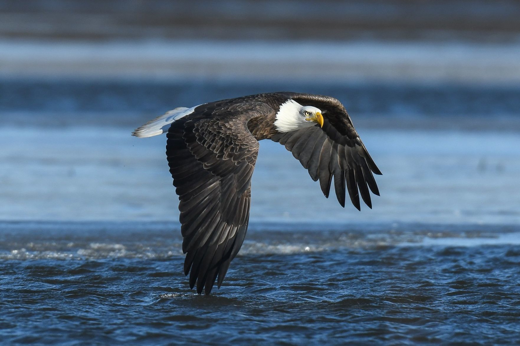Eagle eye